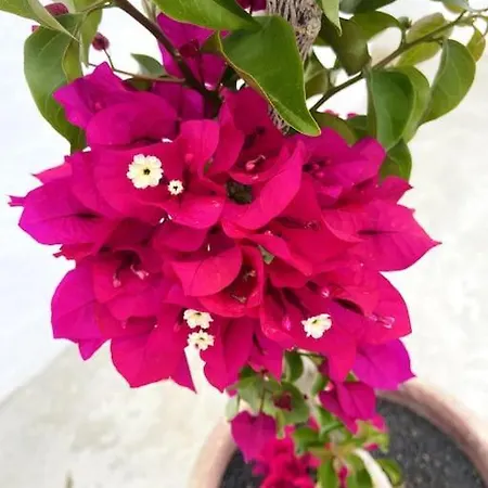 Casa Kira Sur, Macher * Tías